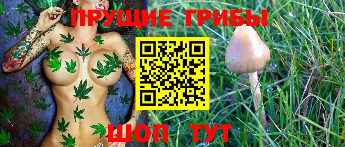 Нурлат  Галлюциногенные грибы Psilocybine cubensis  Вход с VPN  Псилоцибиновые грибы мицелий 
